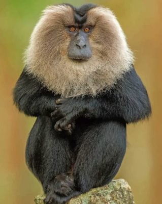 Lion-tailed-macaque-paint-by-numbers