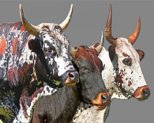 Nguni Cattle Paint by numbers