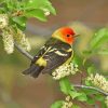 Western Tanager On Branch Paint by numbers