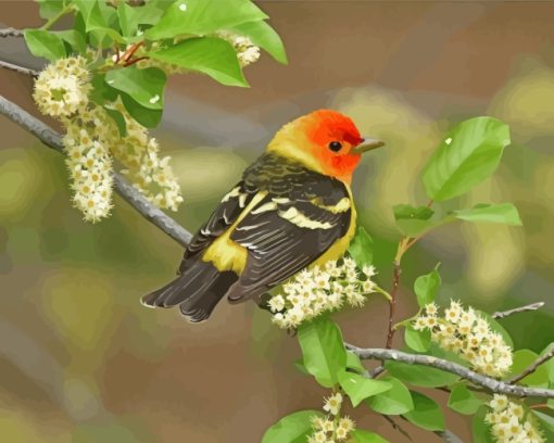 Western Tanager On Branch Paint by numbers