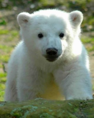 baby-knut-polar-bear-paint-by-numbers-510x639-1