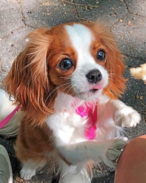 cavalier-puppy-paint-by-number