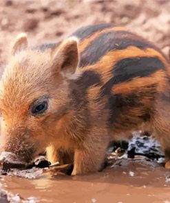 cute-baby-boar-paint-by-number