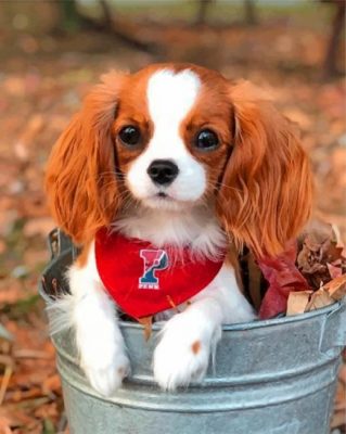 cute-cavalier-paint-by-number