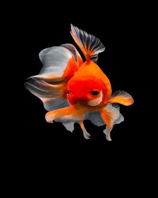 cute-golden-fish-adult-paint-by-numbers