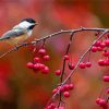 Bird In Autumn Twig Berries Titmouse Paint By Numbers