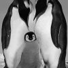 Black And White Penguins Life Paint By Numbers
