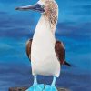 Blue Footed Booby paint by numbers