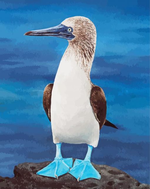 Blue Footed Booby paint by numbers