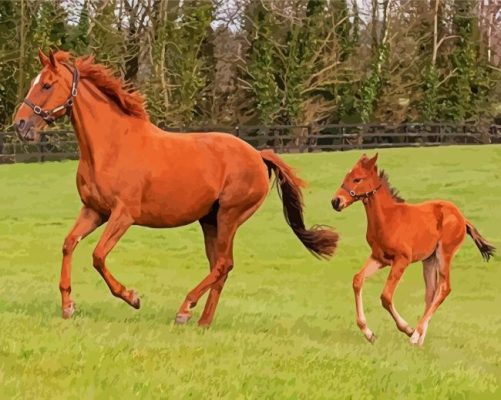 Brown Horse And Colt paint by numbers