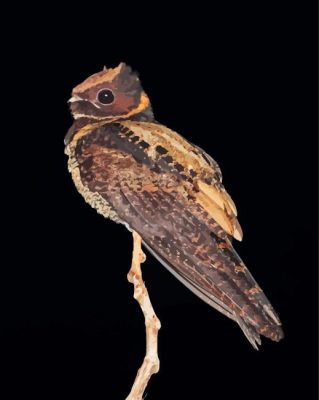 Great Eared Nightjar Paint By Numbers