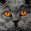 Grey Cat With Orange Eye Paint By Numbers