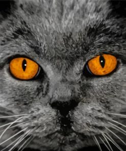Grey Cat With Orange Eye Paint By Numbers