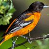 Oriole Bird Paint By Numbers