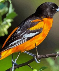 Oriole Bird Paint By Numbers