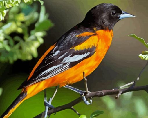 Oriole Bird Paint By Numbers