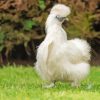 Silkie Chicken Paint By Numbers