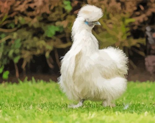 Silkie Chicken Paint By Numbers