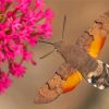 The Hummingbird Hawk Moth Paint By Numbers