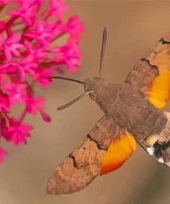 The Hummingbird Hawk Moth Paint By Numbers