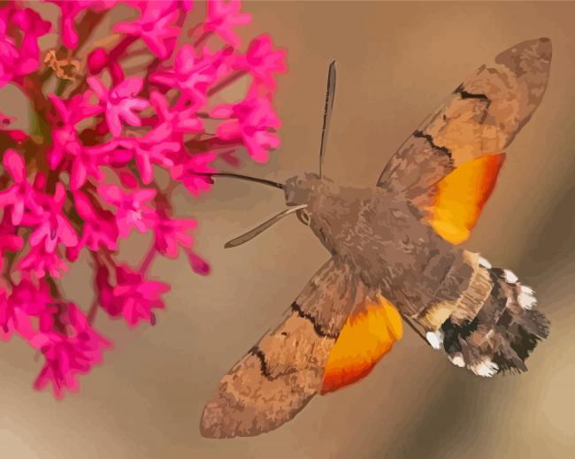 The Hummingbird Hawk Moth Paint By Numbers
