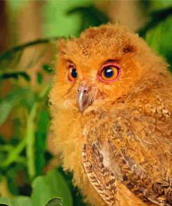 Aesthetic Philippine Scops Owl Bird Paint By Numbers