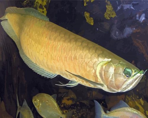 Aesthetic Arowana Paint By Numbers