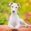Cute White Greyhound Dog Paint By Numbers