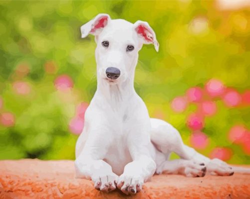 Cute White Greyhound Dog Paint By Numbers