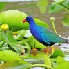 American Purple Gallinule Paint By Numbers