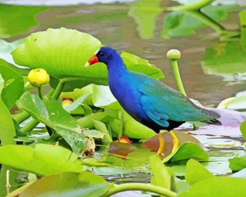 American Purple Gallinule Paint By Numbers