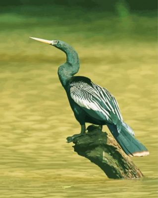 Anhinga Paint By Numbers