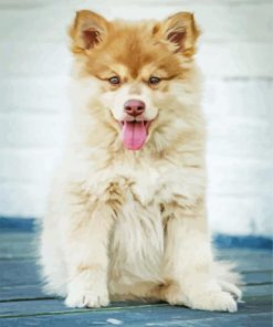 Beige Finnish Lapphund Paint By Numbers