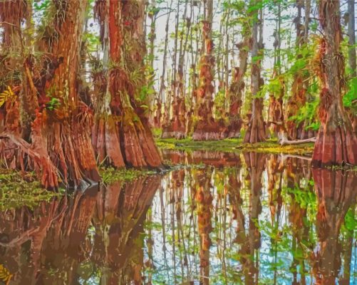 Big Cypress Florida Paint By Numbers