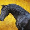 Black Lusitano Horse Paint By Numbers
