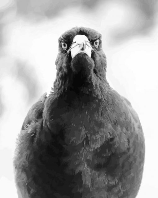 Australian Magpie Paint By Numbers