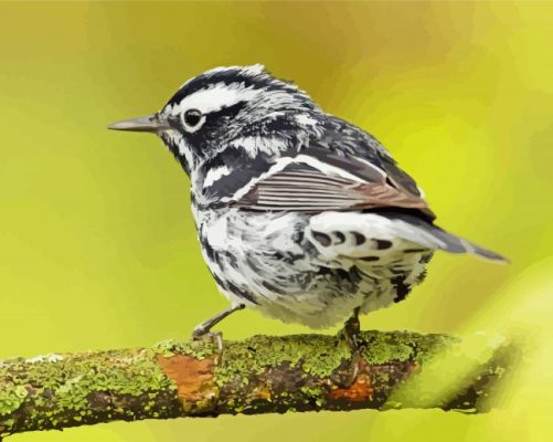 Black And White Sparrow On Tree Paint By Numbers