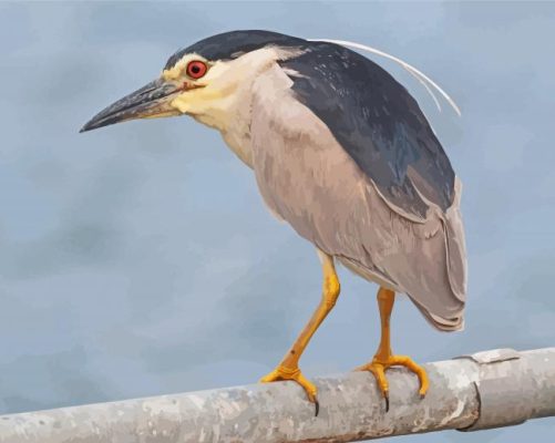 Black Crowned Night Heron Paint By Numbers