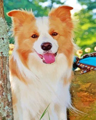 Blonde Border Collie Dog Paint By Numbers