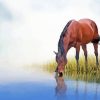 Brown Mare Horse Drinking Water Paint By Numbers