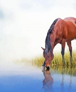 Brown Mare Horse Drinking Water Paint By Numbers