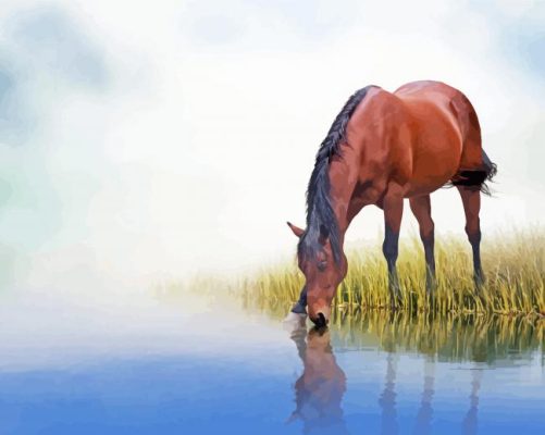 Brown Mare Horse Drinking Water Paint By Numbers