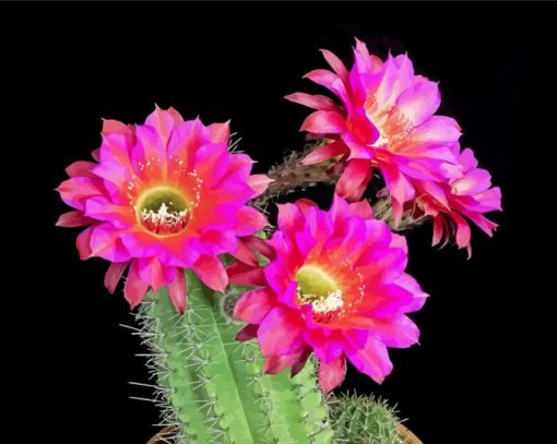 Cactus And Flowers Paint By Numbers