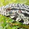Close Up Tegu Lizard Paint By Numbers