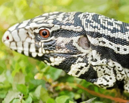 Close Up Tegu Lizard Paint By Numbers