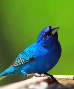 Close Up Indigo Bunting Bird Paint By Numbers