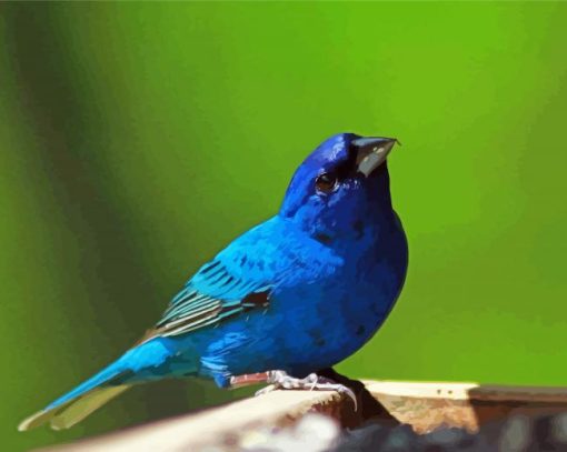 Close Up Indigo Bunting Bird Paint By Numbers