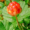 Cloudberry Plant Paint By Numbers