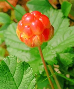 Cloudberry Plant Paint By Numbers