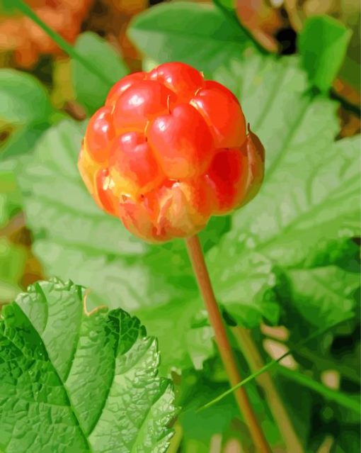 Cloudberry Plant Paint By Numbers